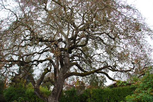 heritage oak