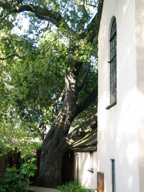 Service yard with coastal oak