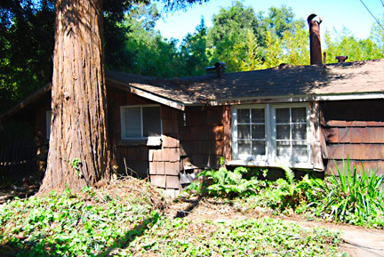 Redwood cottage