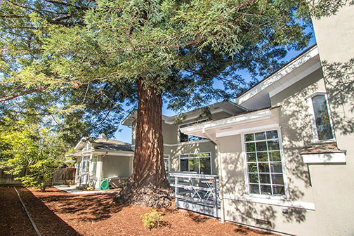 redwood tree at side of house