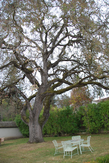 Oak tree