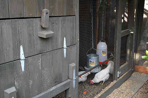 chicken coop