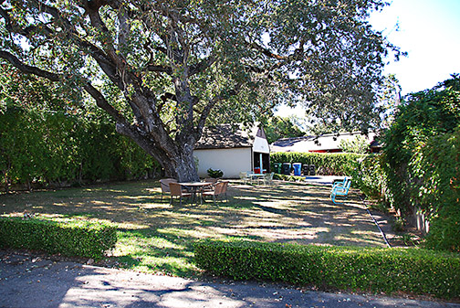 Border Oak