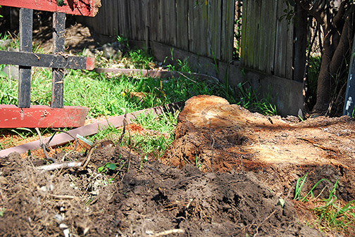 tree stump