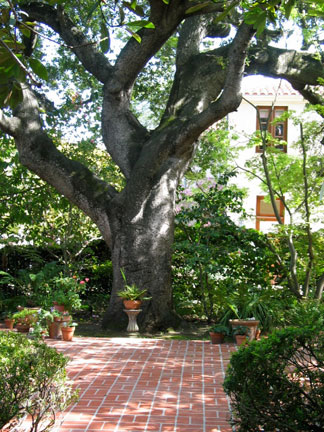 Coastal oak in front patio