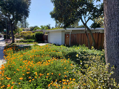 front yard poppy patcch and garage