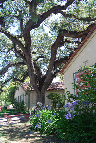 oak tree