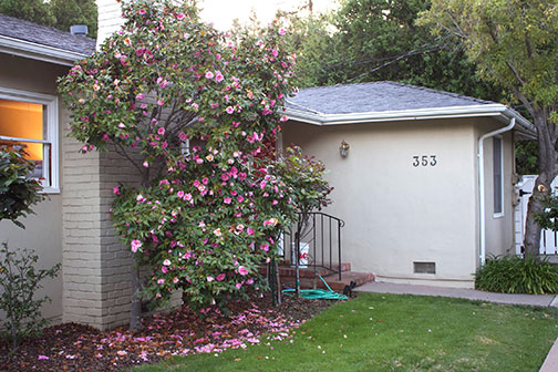 chimney with blossoming plant