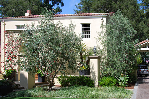lawn
