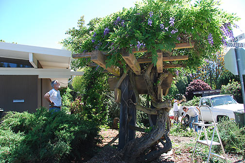 wisteria and sign