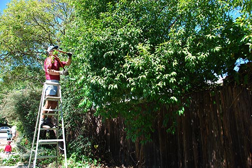 pruning