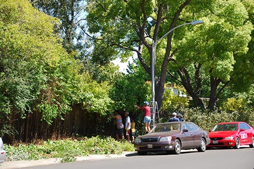 Ames pruning