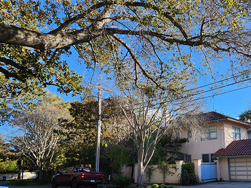 corner view Chaucer and University