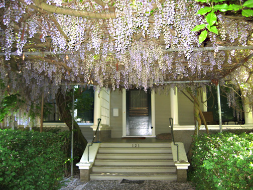 wisteria, April 10, 2004